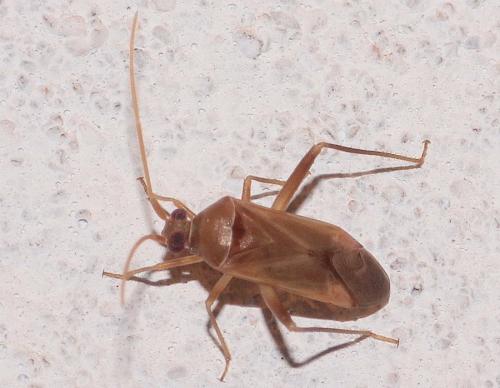 Megacoelum sordidum